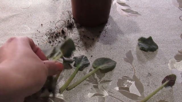 У ФИАЛКИ РАСТУТ МЕЛКИЕ ЛИСТЬЯ смотреть онлайн