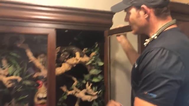 Snake Room Tour! Meet some of our snakes! (LIVE VIDEO) смотреть онлайн