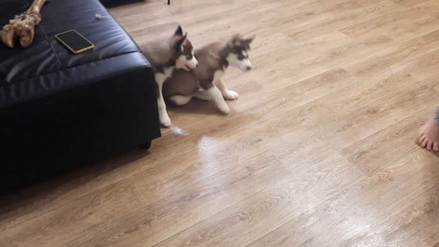 ХАСКИ ЗЕВС / Больше я его НЕ УВИЖУ