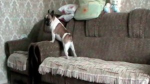 Crying French Bulldog -Французский Бульдог скучает один дома.