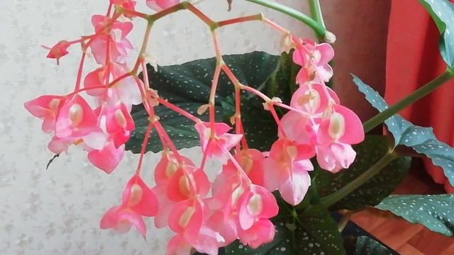 Бегония Коралловая./Моя Цветущая Бегония Коралловая. смотреть онлайн