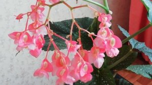 Бегония Коралловая./Моя Цветущая Бегония Коралловая.