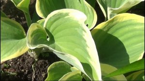 Хоста Либерти в саду