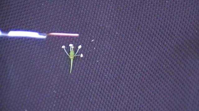 Почему виноград цветет. а ягоды не завязываются смотреть онлайн