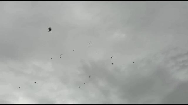 Мотивация для начинающих голубеводов, секреты чемпионов. Двухчубые голуби. Tauben. Pigeons. Pombos.