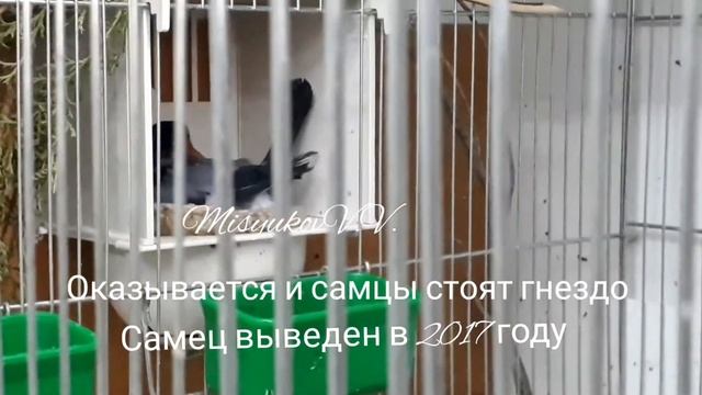 Снегирь с мутацией смотреть онлайн