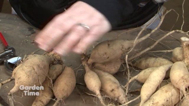 Digging And Dividing Dahlias