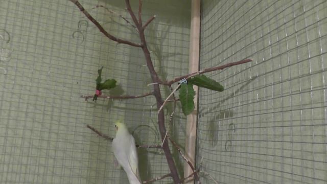 Продать друга попугая трудно. Переживания по поводу продажи.