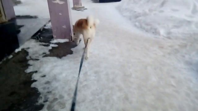 Прогулка!! смотреть онлайн