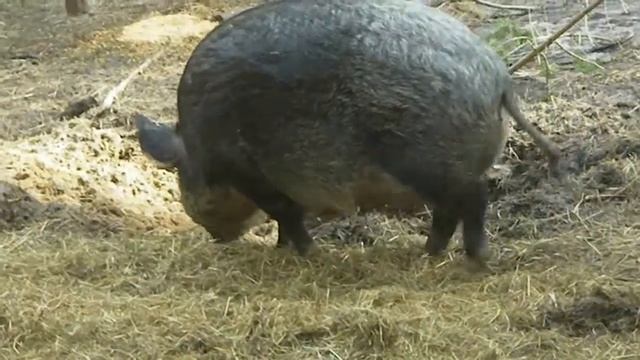 "Злобные", мелкие, горластые смотреть онлайн