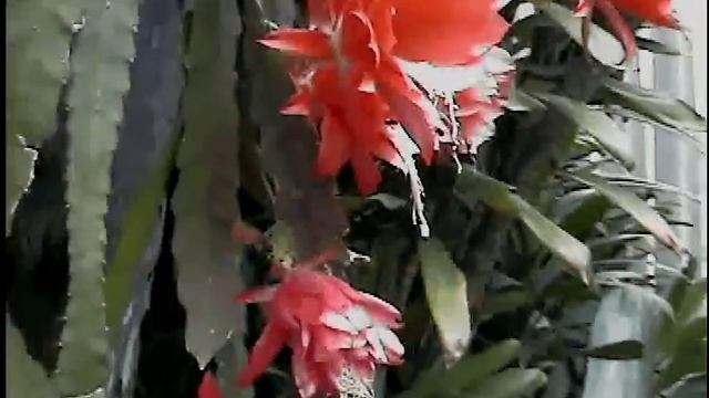 Cactus orquídea epiphyllum vermelha 003 - http://cactusorquidea.blogs.pot.com смотреть онлайн