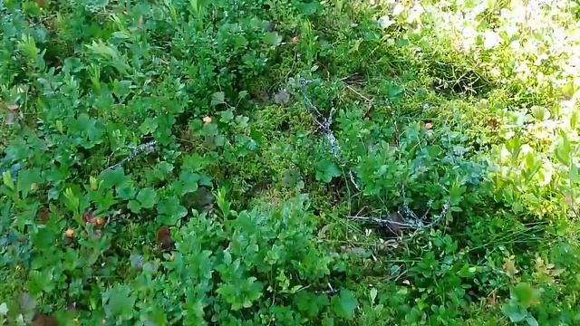 КАРЕЛИЯ. В ЛЕС ЗА МОРОШКОЙ. смотреть онлайн