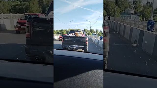 собака-барабака