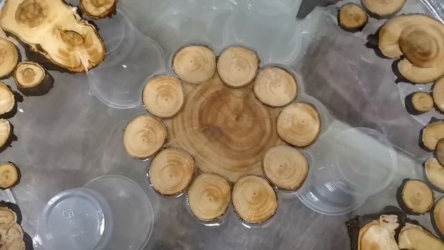 ЧАСЫ из Старой ТУИ с Дачного участка и Эпоксидной Смолы! смотреть онлайн