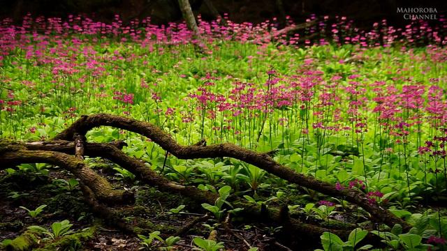 天然クリンソウの群落2015.6.2【兵庫県宍粟市千種町】TAMRON AF 28-300mm F3.5-6.3 XR Di LD Aspherical [IF] MACRO (Model A061