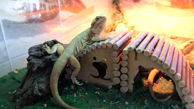 АГАМЫ едят ПОМИДОРЫ 22/08/2022 смотреть онлайн