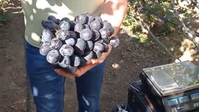 @Улучшаем урожай. Применение Флоронов и прореживание соцветий. Вып.15 смотреть онлайн