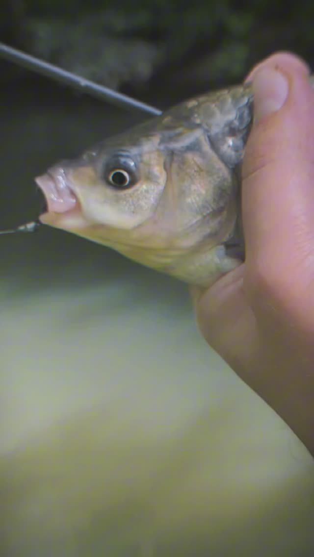 Наноколебосинг 👍😉 смотреть онлайн