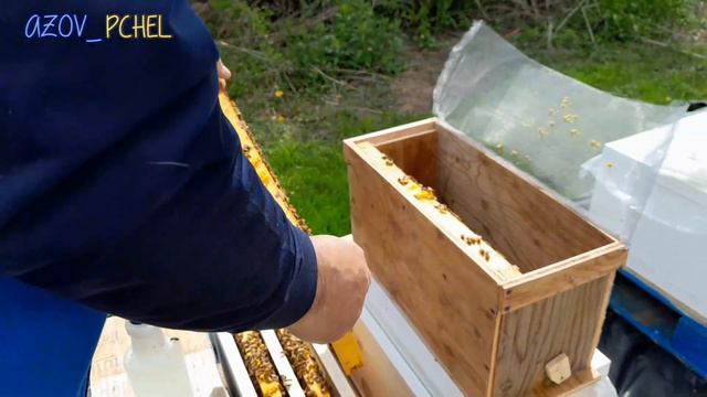 Пересадка пакетів бджіл у 6-ти рам вулики. #пчеловодствов6тирамочныхульях смотреть онлайн