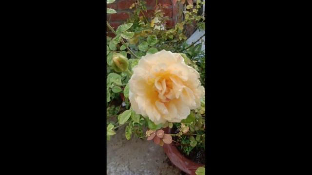 Crown princess margarita david Austin 🌹 indiarosegarden смотреть онлайн