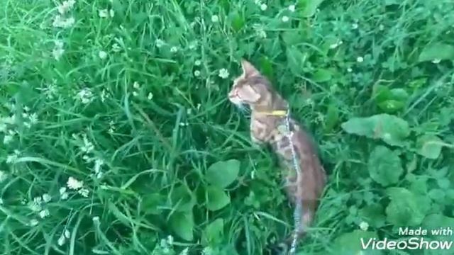 Бенгал на улице!!! смотреть онлайн