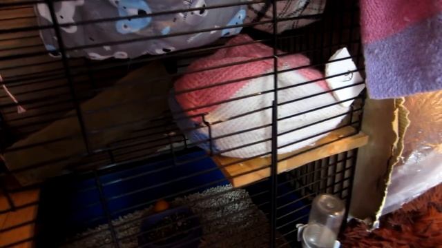 УТЕПЛЯЕМ КЛЕТКУ НА ОСЕНЬ || Мои способы смотреть онлайн