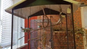 5 этапов выманивания попугая из клетки | видео в реальном времени | попугай Пиксель боится выходить