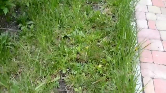 MTD Smart 32 E. Elektriskā Pļaujmašīna. Agronet.lv