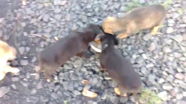 щенок даун или с водянкой головы.. смотреть онлайн