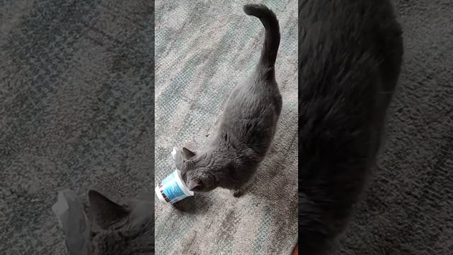 Коварная банка сметаны смотреть онлайн