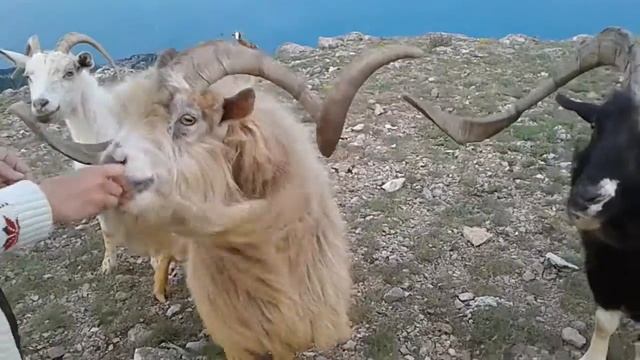 Кормление диких горных баранов смотреть онлайн