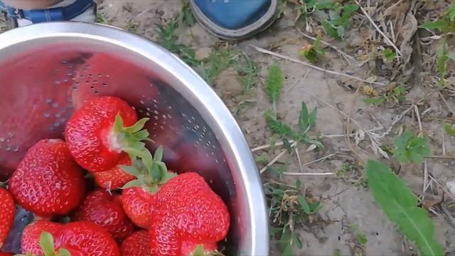 Первый урожай клубники 
