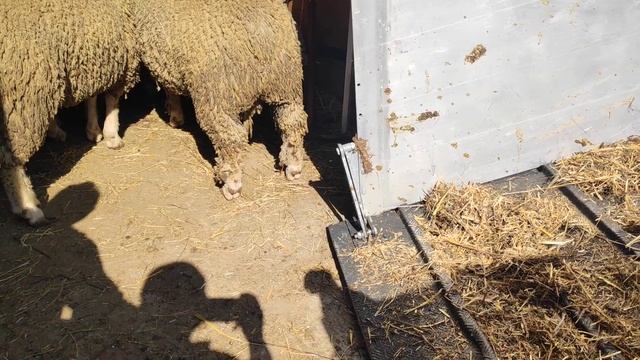 Погрузка Il de france Венгрия для экспорта в Беларусь смотреть онлайн