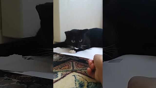 Кота рвет от скотча(20) смотреть онлайн