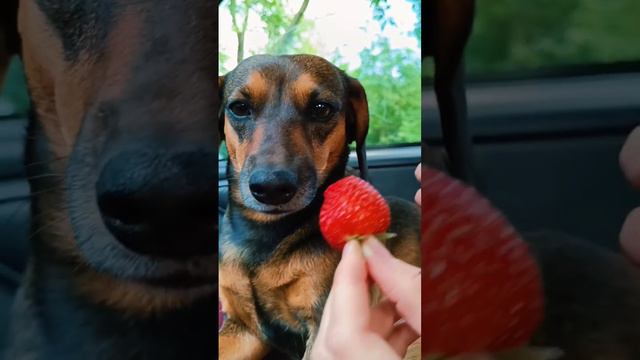 Клубничка смотреть онлайн