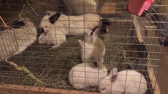 Кролики Калифорнийской породы смотреть онлайн