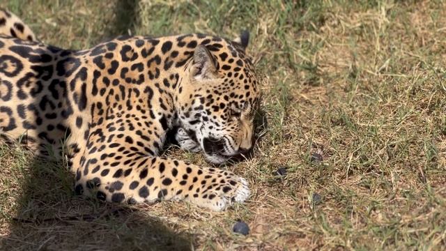Это просто НЕ ВОЗМОЖНО, Олег Зубков кормит ГРОЗНОГО ЯГУАРА с рук инжиром))) смотреть онлайн