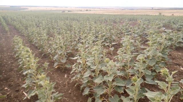 Заразиха (вовчок) на целине. Откуда?! смотреть онлайн
