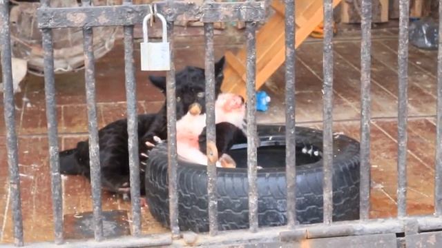 Ребенок ягуара смотреть онлайн