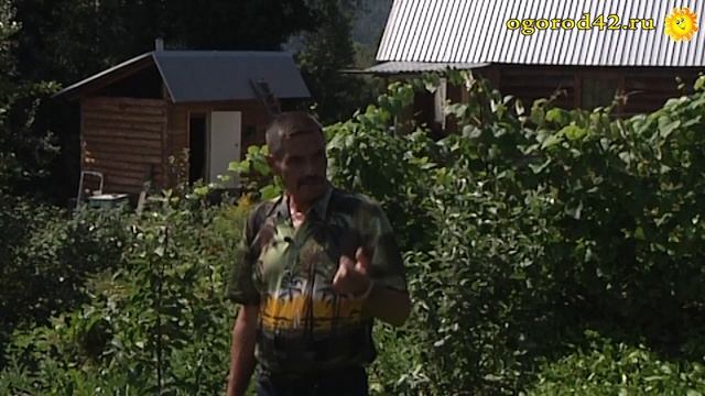 Свой саженец из – ветки! Выращивайте корнесобственные растения смотреть онлайн