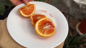 Тем временем в "домике для цитрусов"  весна, начало подкормок.