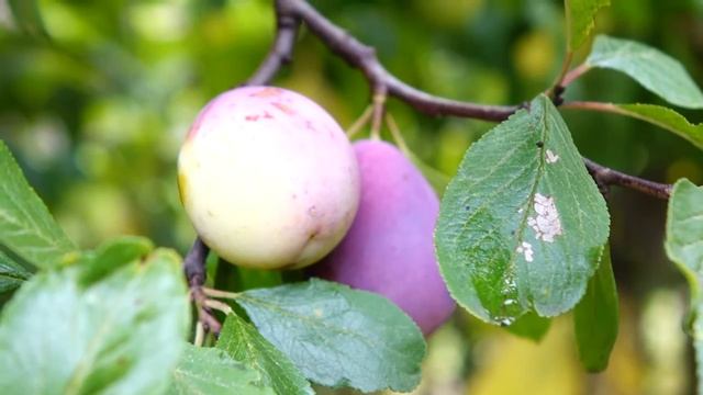 Слива сортов 