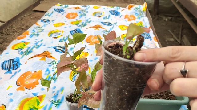 Сингониум Ред Харт или Неон? Пересадка . Формирование пышного куста Сингониума !!!! смотреть онлайн