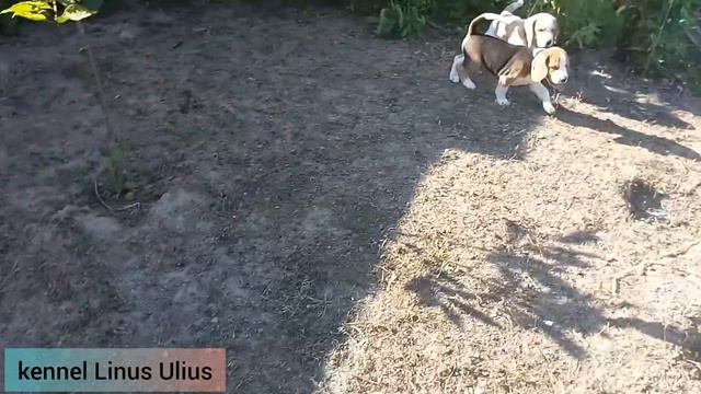 puppies are walking , beagle puppies from Linus Julius kennel щенки бигля гуляют смотреть онлайн