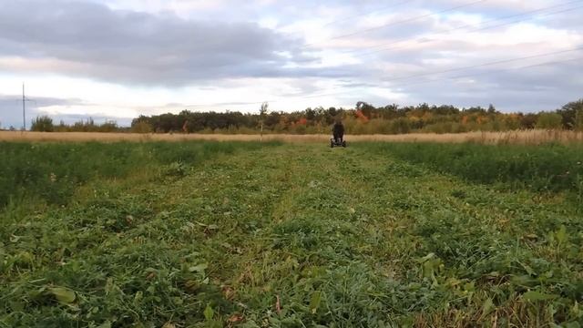 Третий покос на мотоблоке НЕВА с адаптером смотреть онлайн