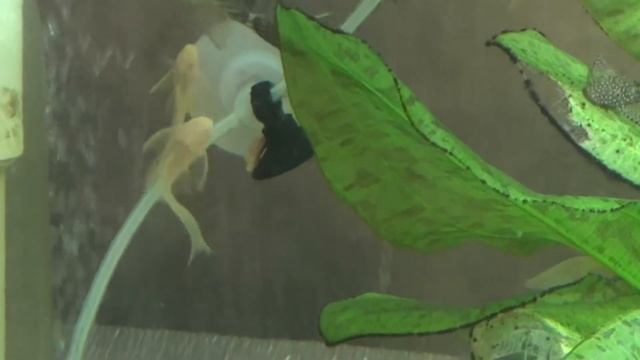 Анциструс Золотой. Анциструс "стрекоза" смотреть онлайн