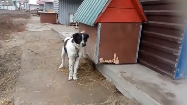Вилли смотреть онлайн