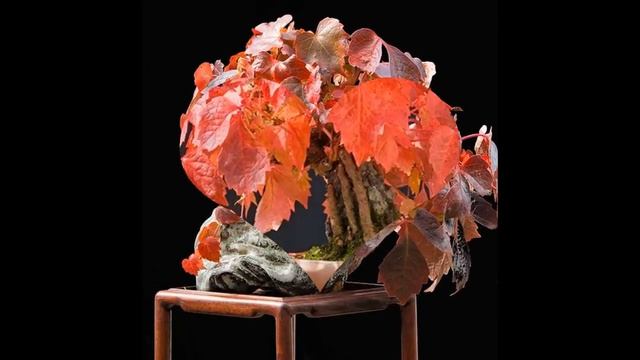 Parthenocissus Quinquefolia Bonsai Tree смотреть онлайн