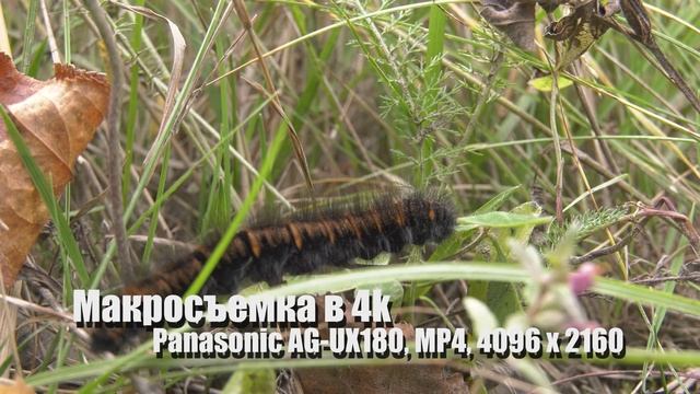 Еще более эффектный тест видеокамеры Панасоник на макросъемку