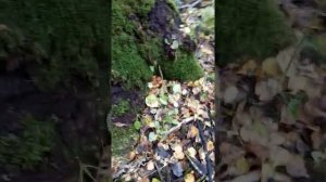 Чешуйчатка обыкновенная